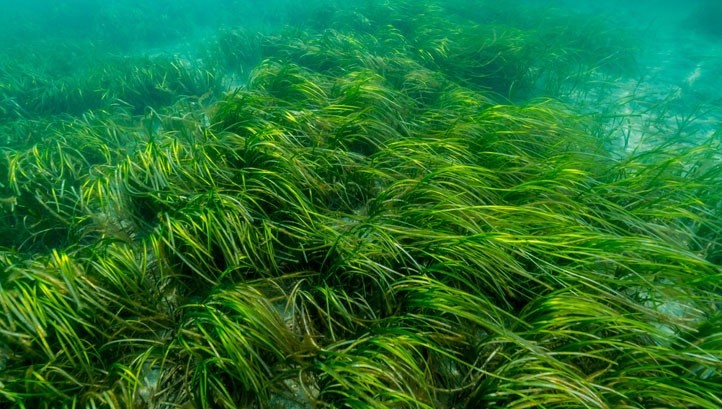 The UK has already lost up to 92% of its seagrass in the last century